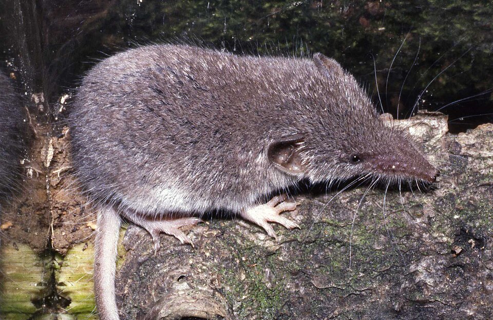 Lesser White Toothed Shrew