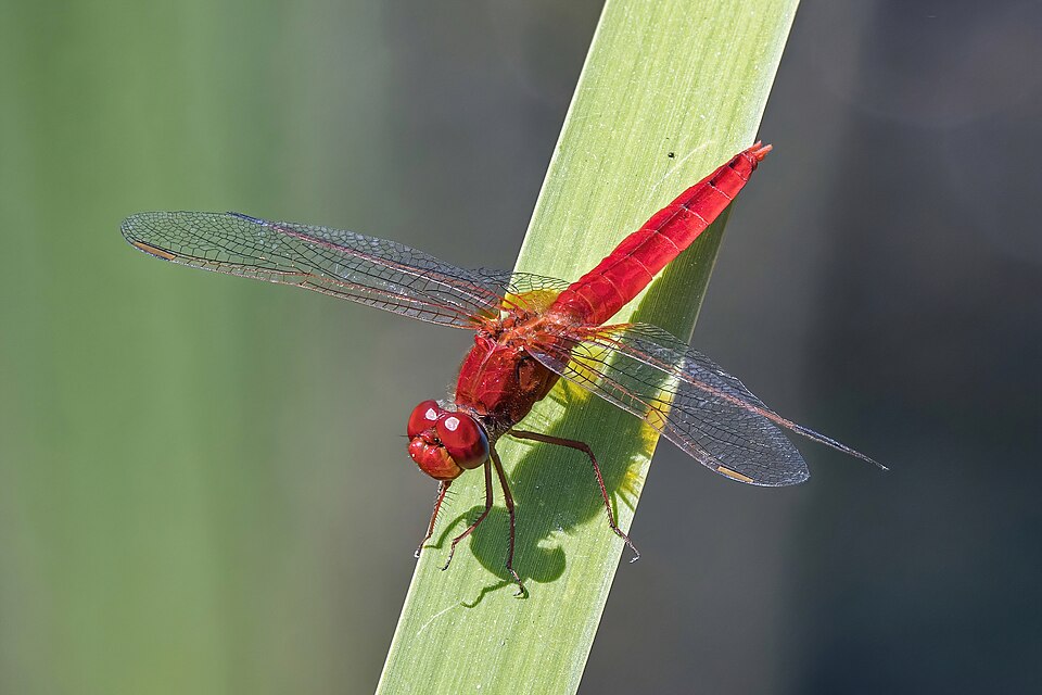 Scarlet Dragonfly