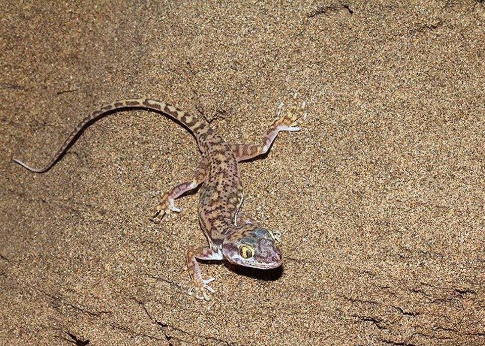 Comb-toed Gecko
