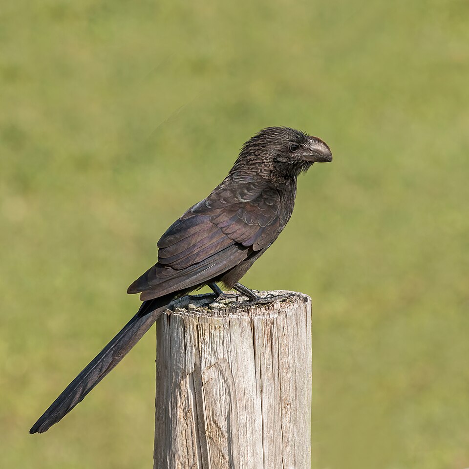 Smooth-billed Ani