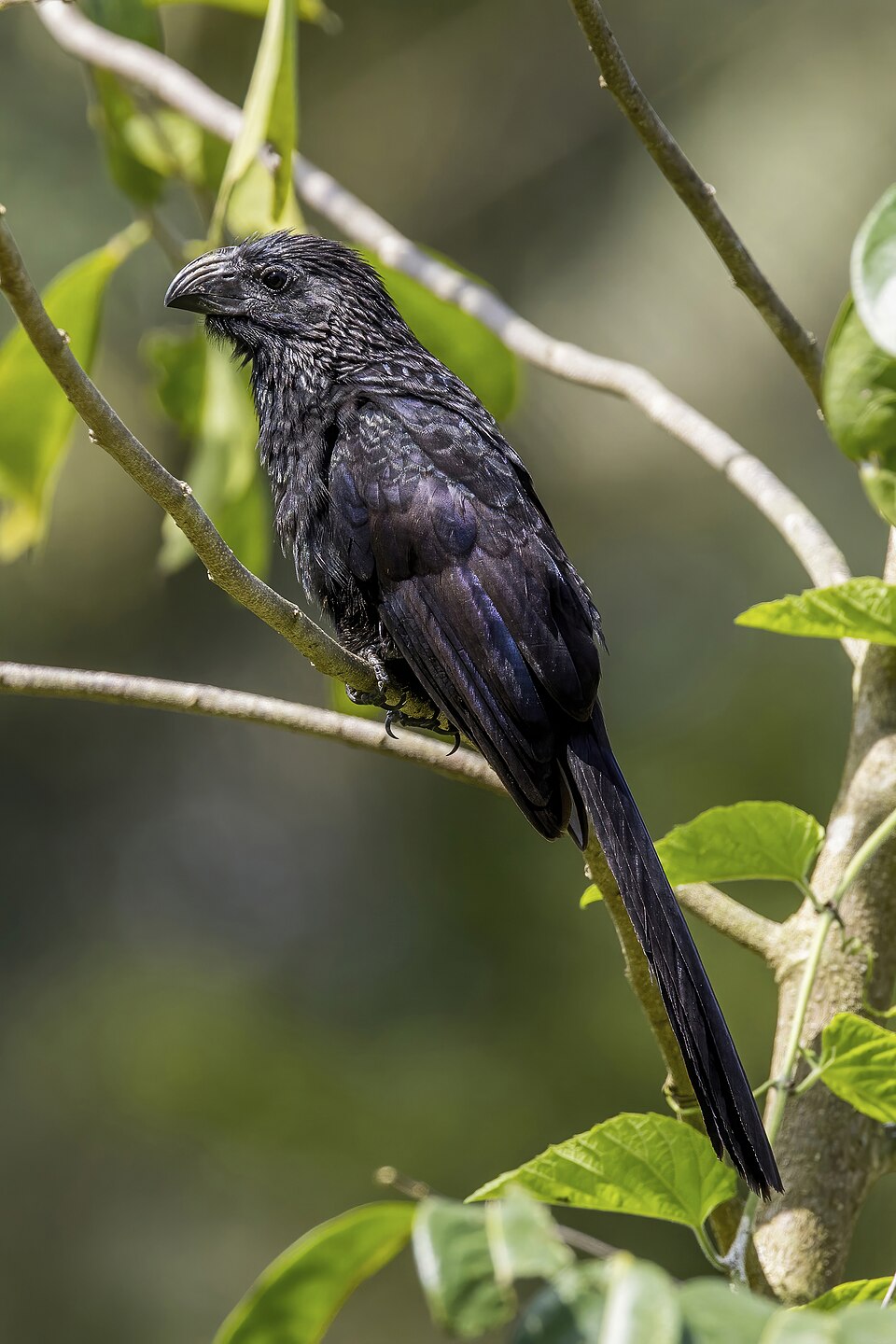 Groove-billed Ani