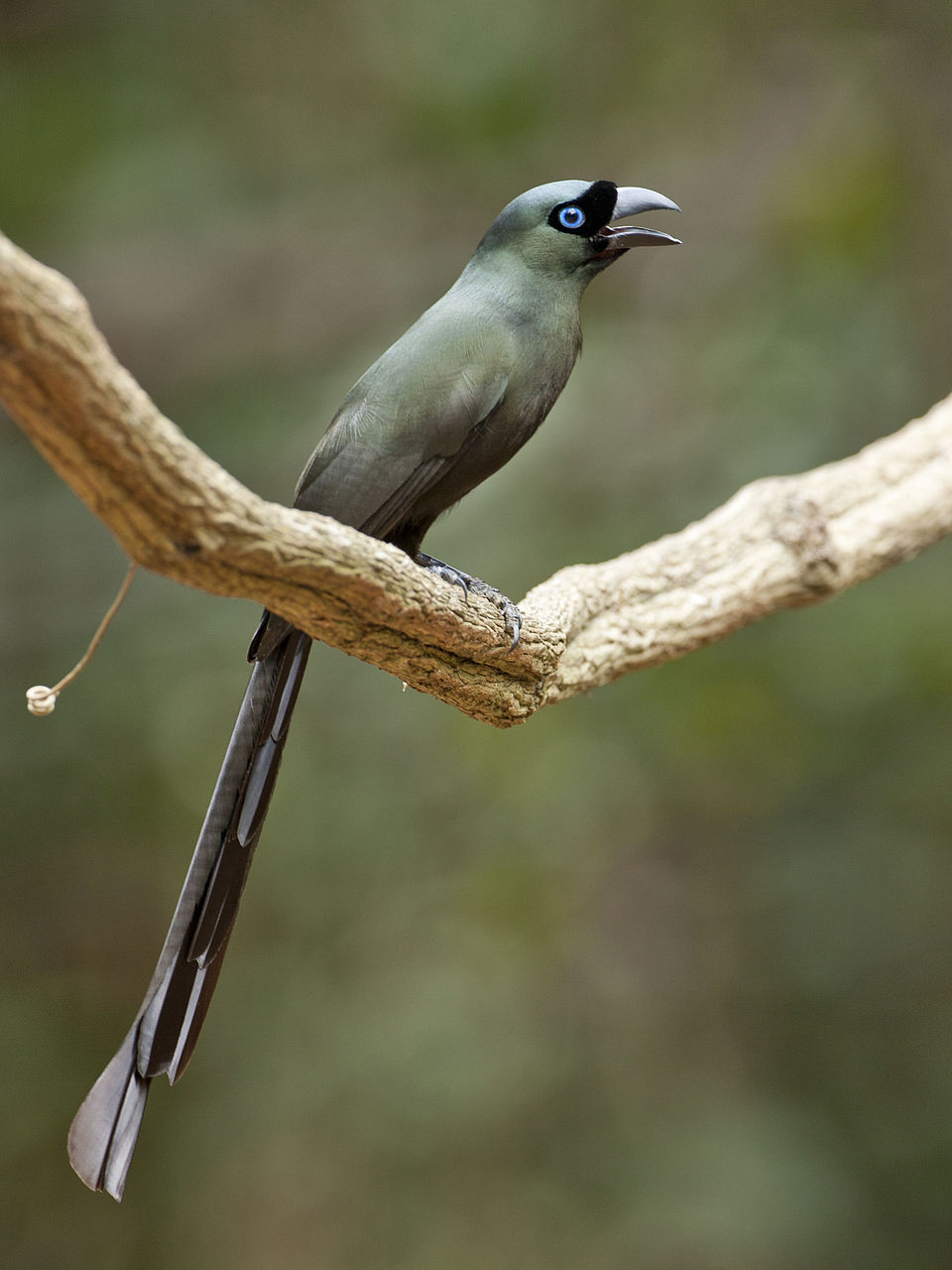 Racket-tailed Treepie