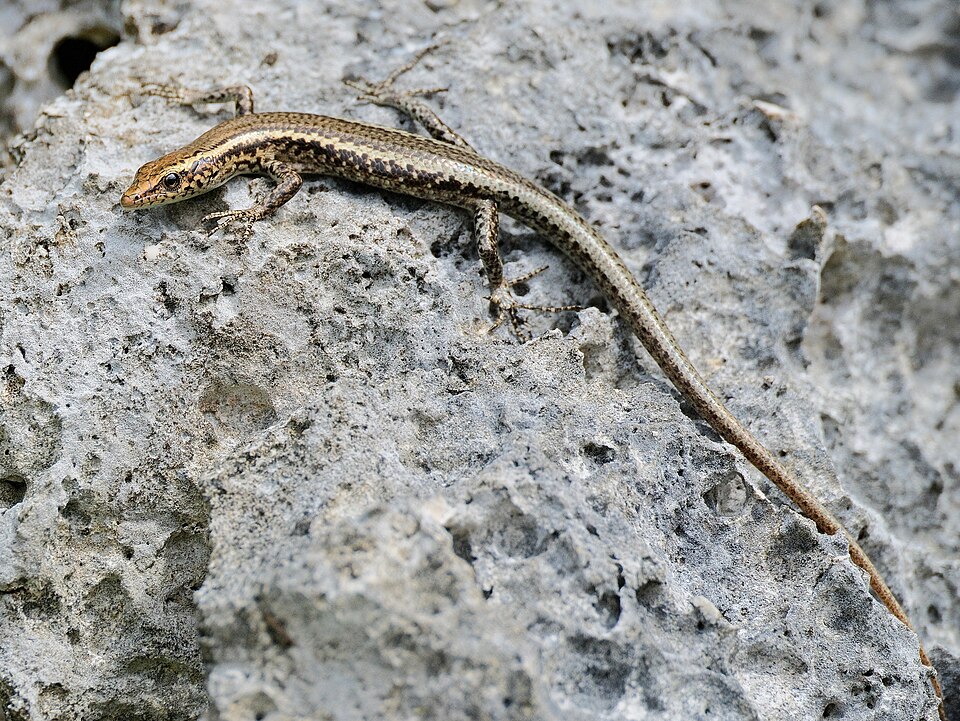 Snake-Eyed Skink