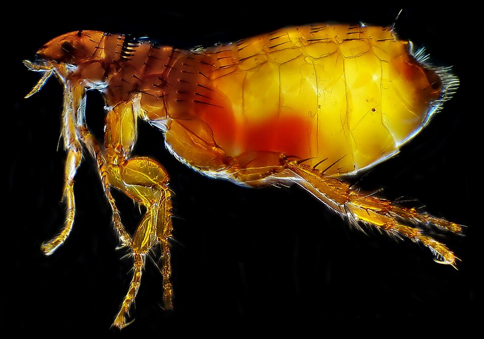 Cat Flea