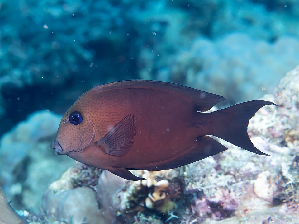 Twospot surgeonfish