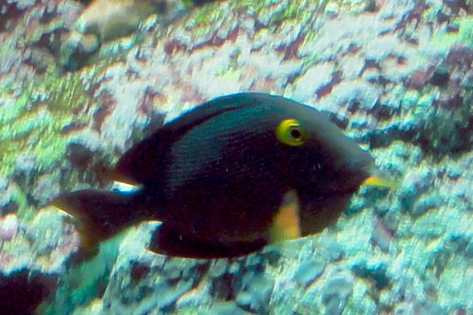 Marginated Surgeonfish, Striped-fin surgeonfish