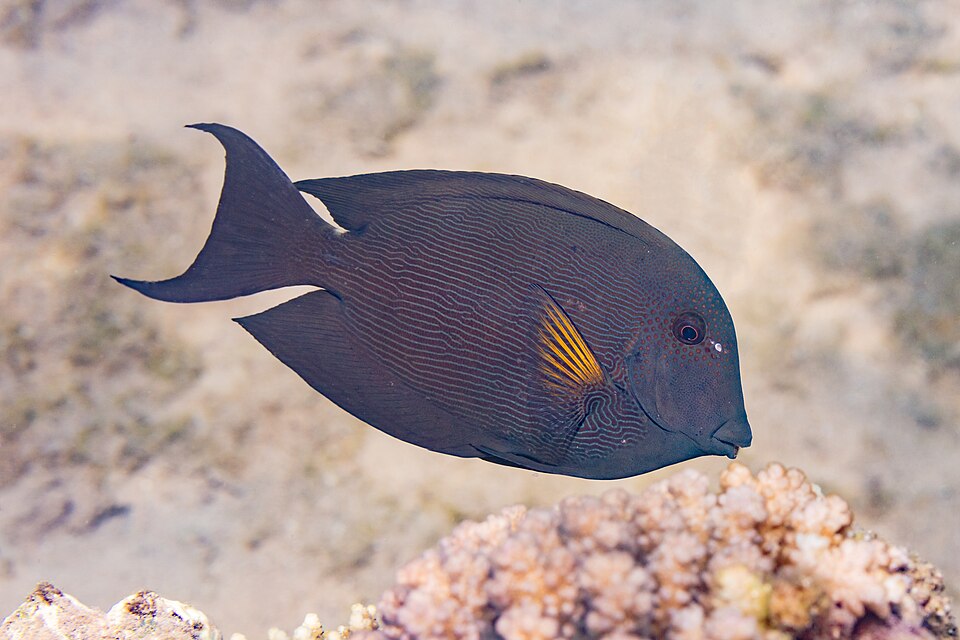 Striated surgeonfish