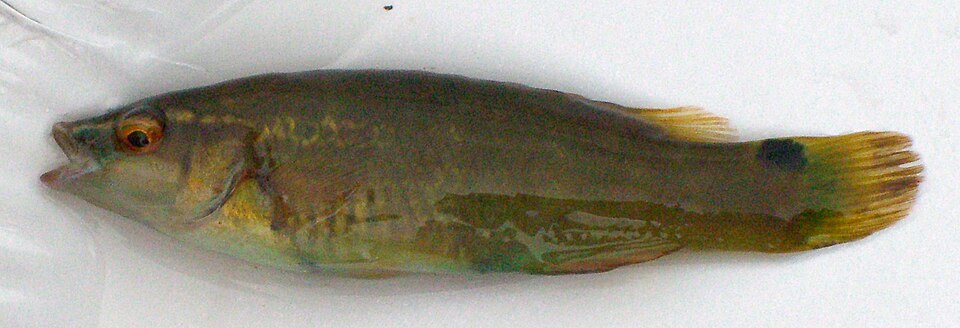 Goldsinny wrasse