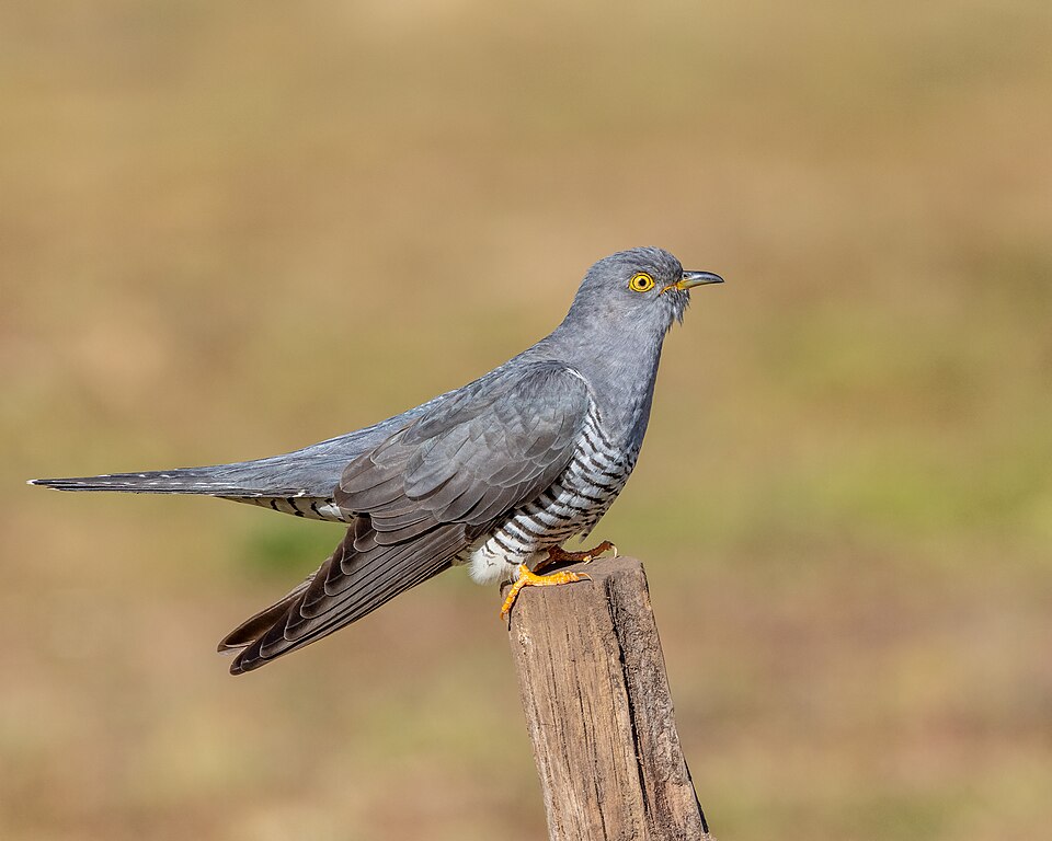 Common Cuckoo
