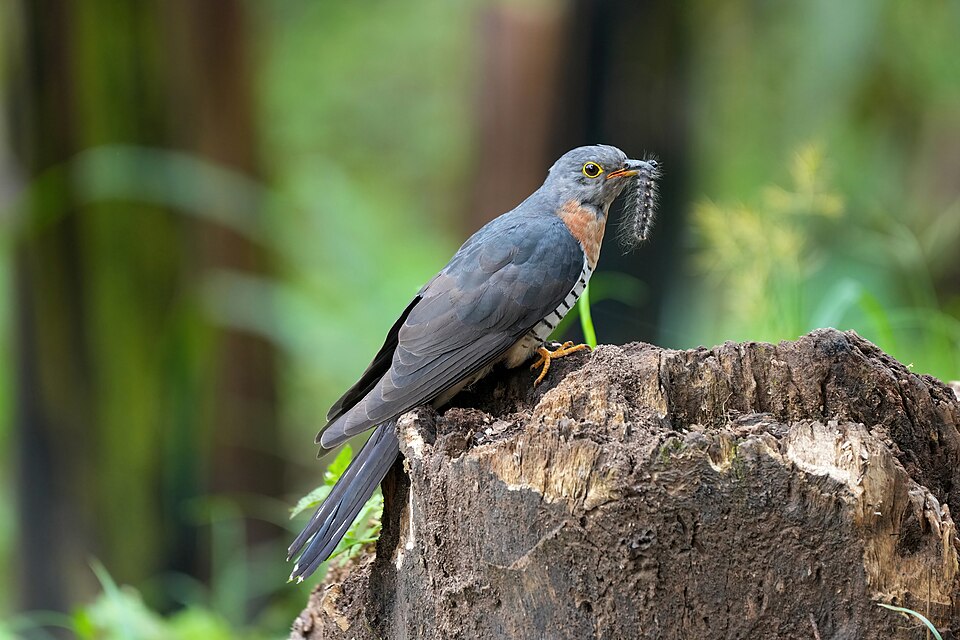 Red-chested Cuckoo