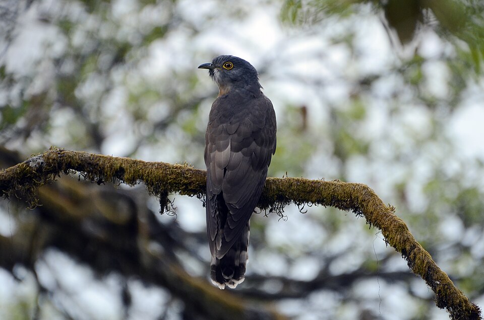 large hawk cuckoo