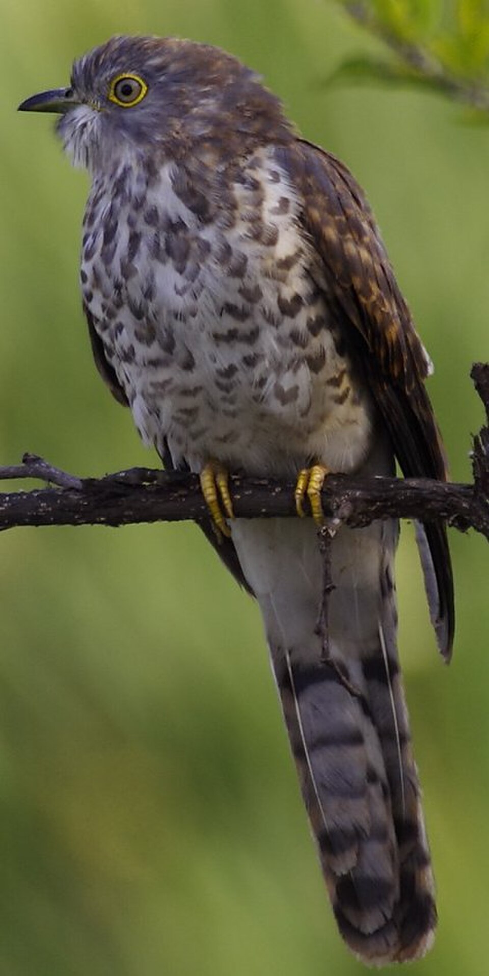 common hawk cuckoo