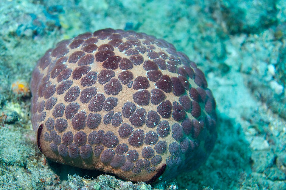 cushion star