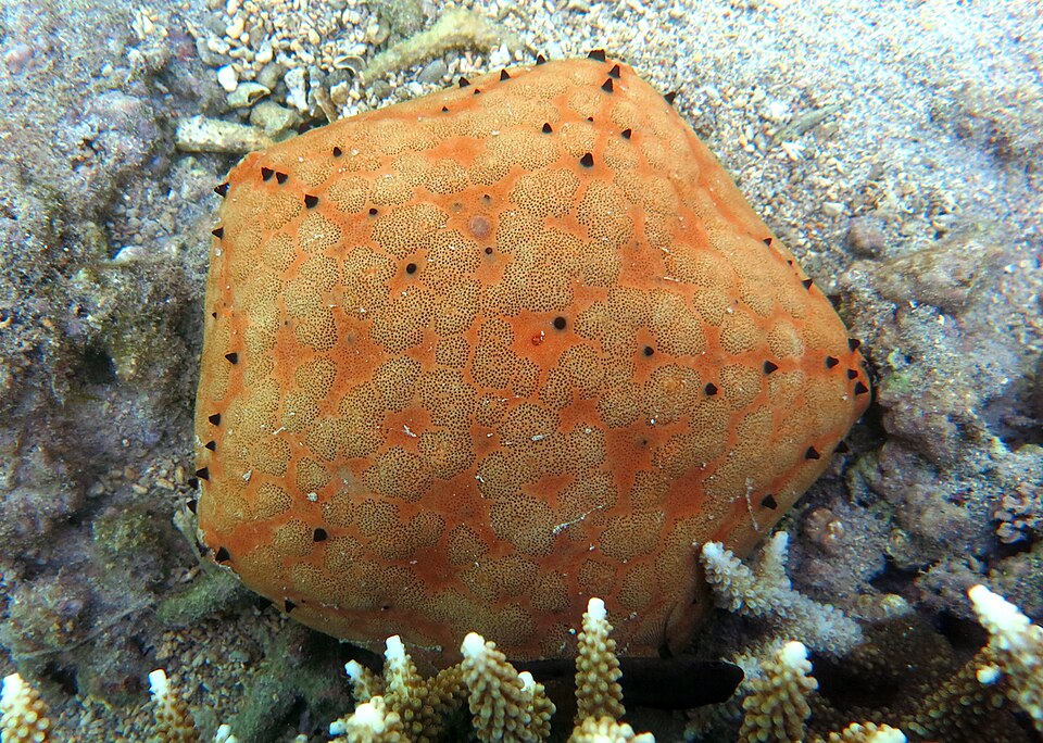 Pincushion Cushionstar