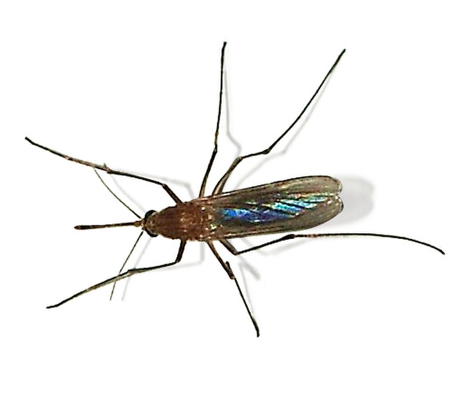 Northern House Mosquito
