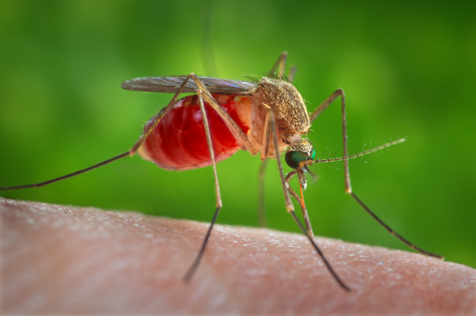 southern house mosquito
