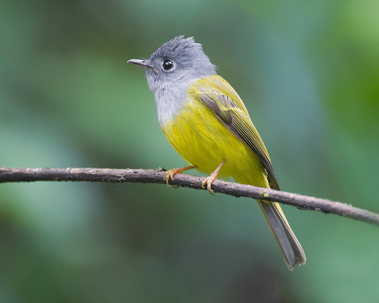 Gray-headed Canary-Flycatcher