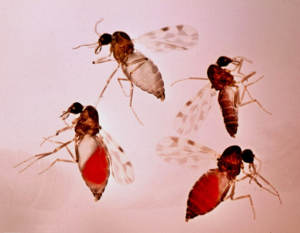 Culicoides imicola