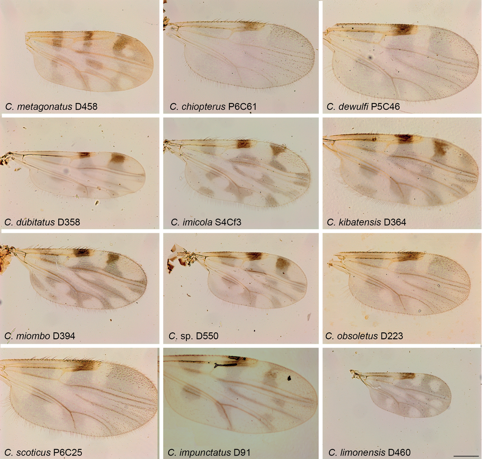 Culicoides obsoletus