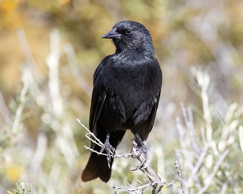 Austral Blackbird