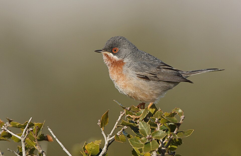 Subalpine Warbler