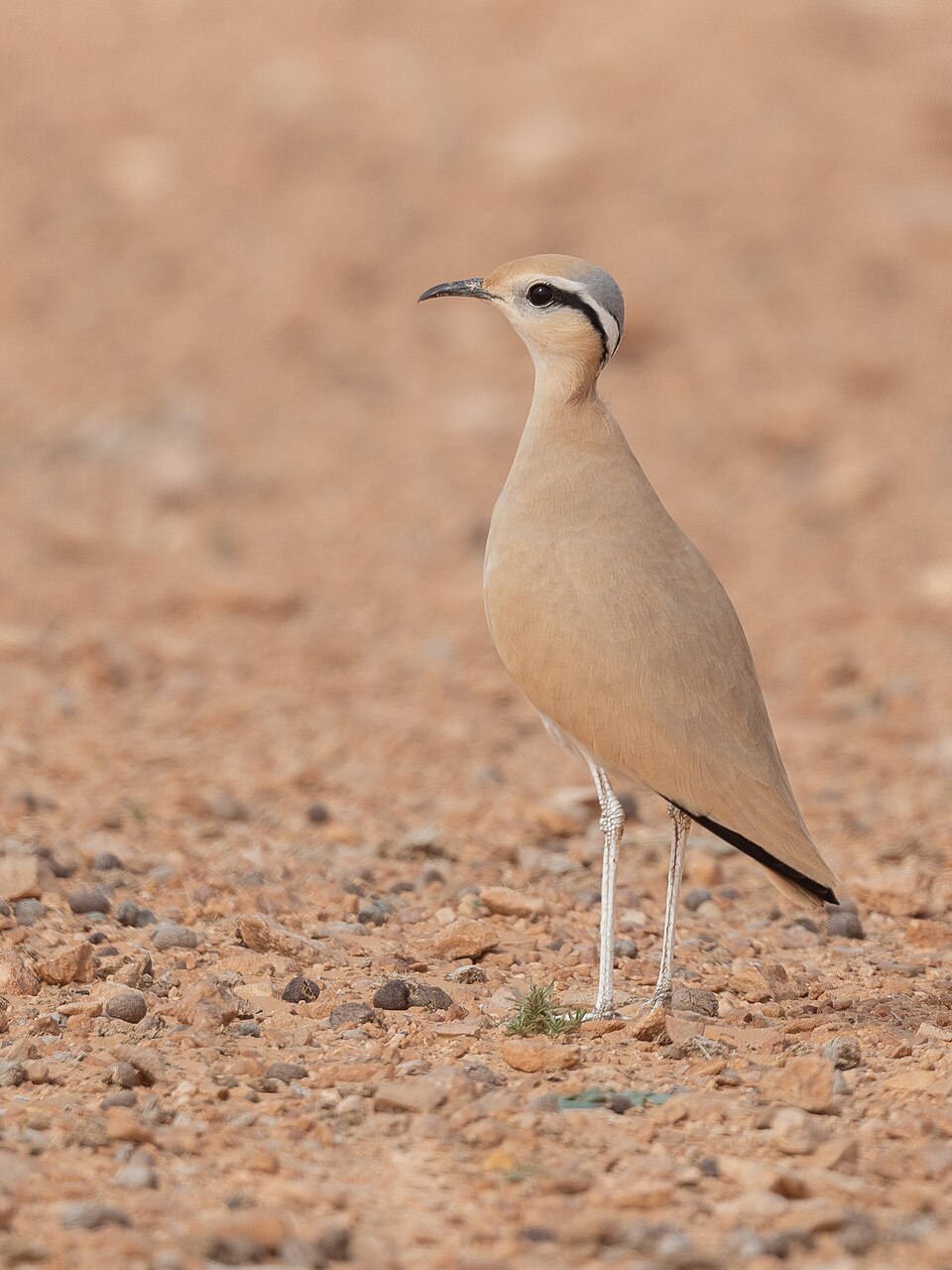 Cream-colored Courser