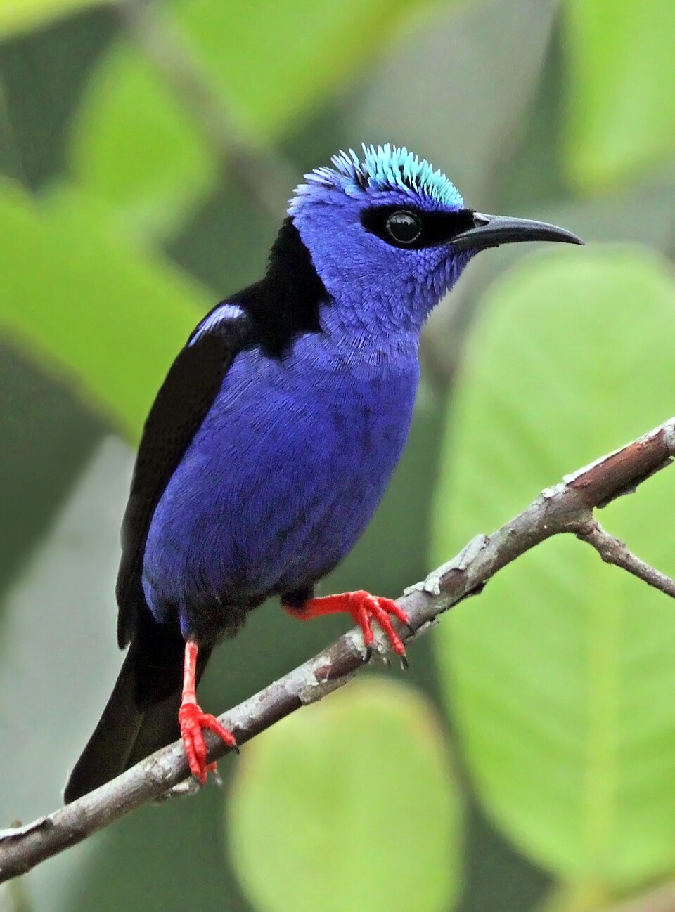 Red-legged Honeycreeper