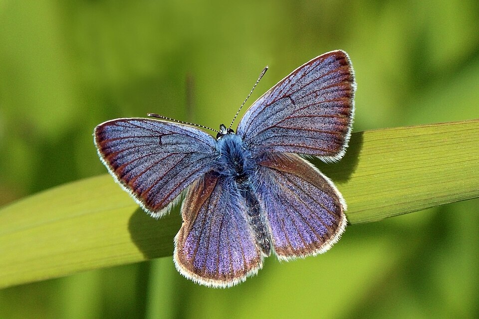 Mazarine Blue