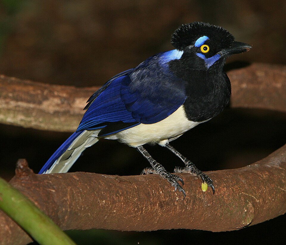 Plush-crested Jay
