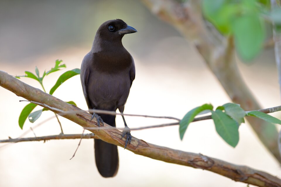 Purplish Jay