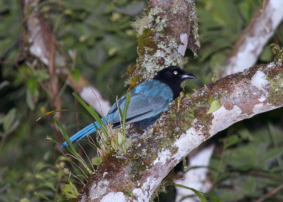 Bushy-crested Jay