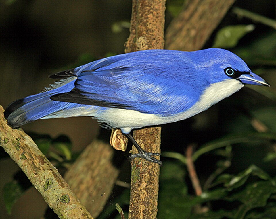 Blue Vanga