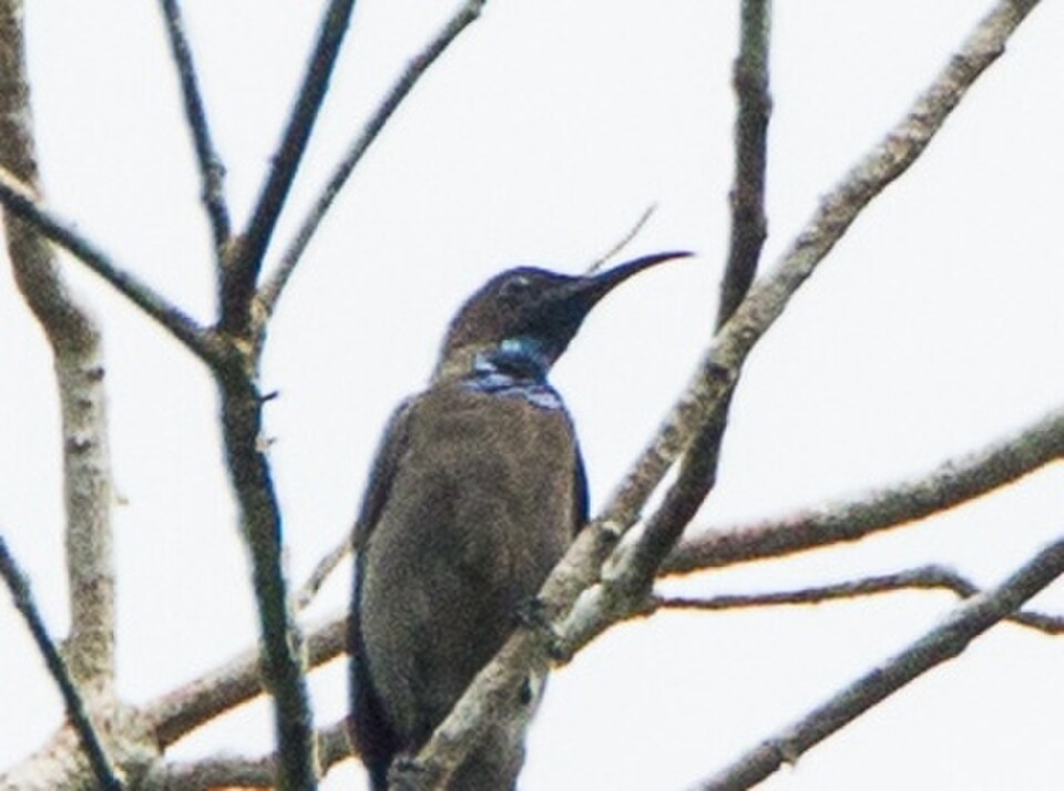 Blue-throated Brown Sunbird