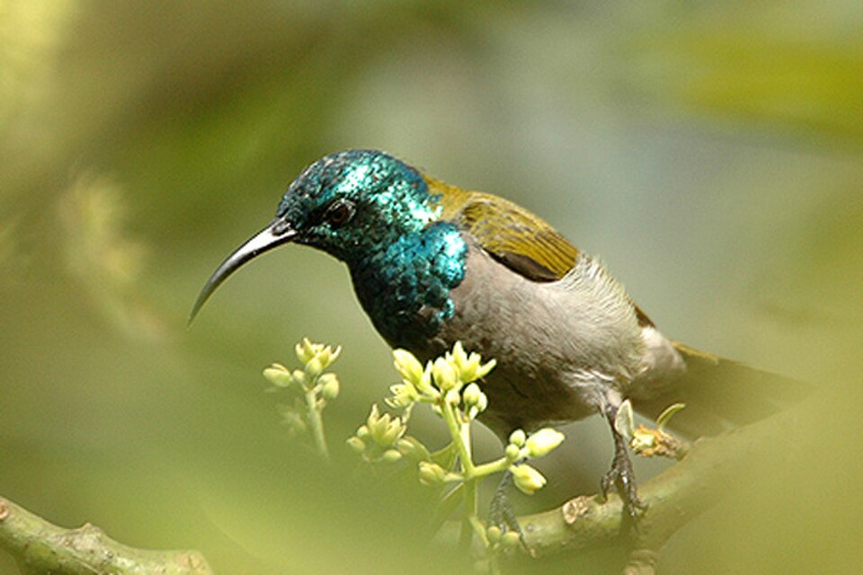 Green-headed Sunbird