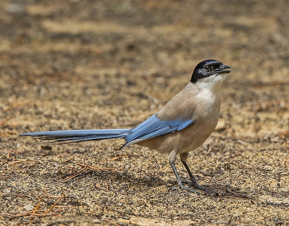 Iberian Magpie