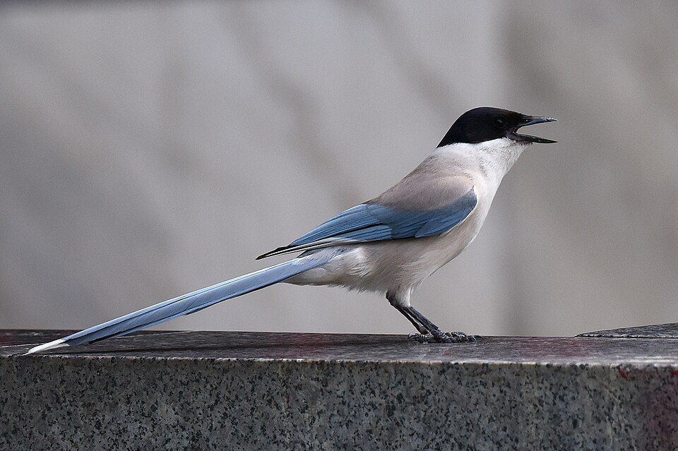 Azure-winged Magpie