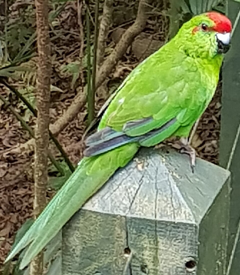 Norfolk Island Parakeet