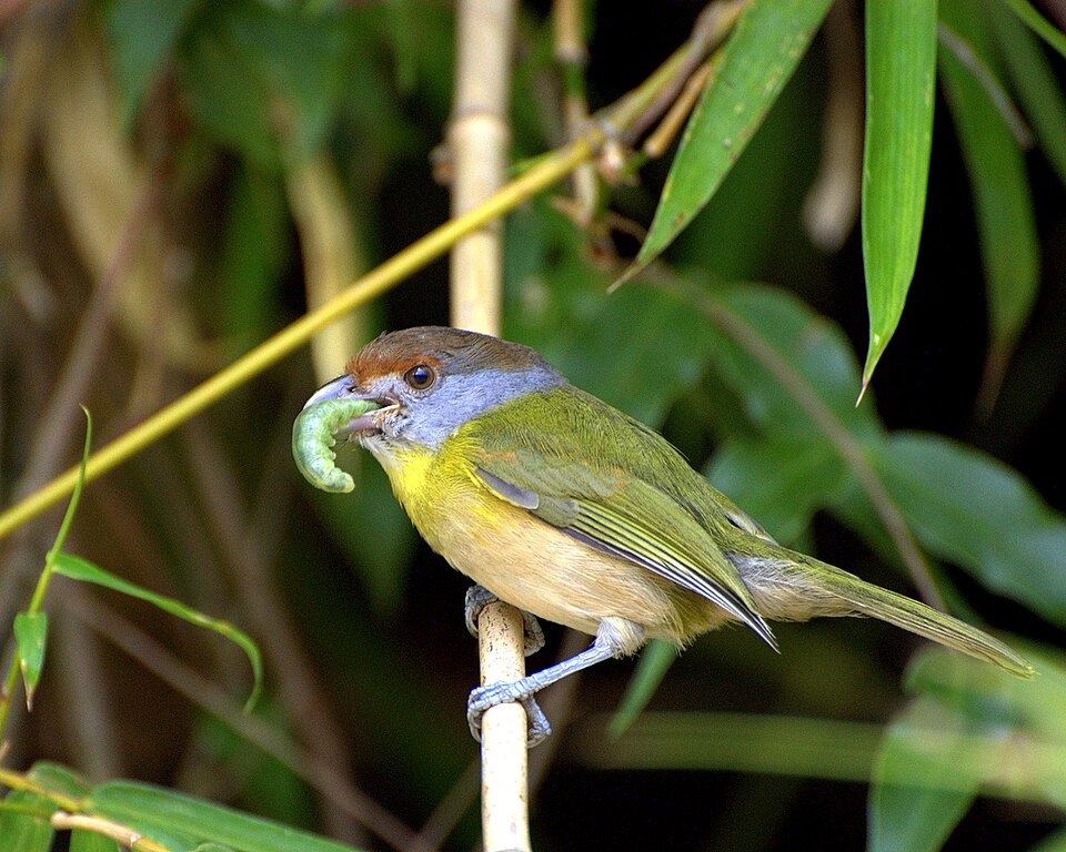 Rufous-browed Peppershrike