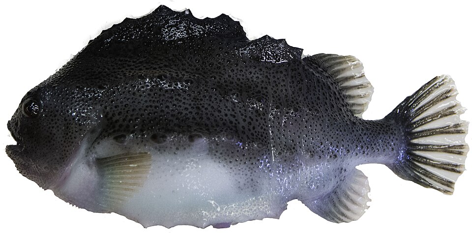 Lumpfish, Lumpsucker