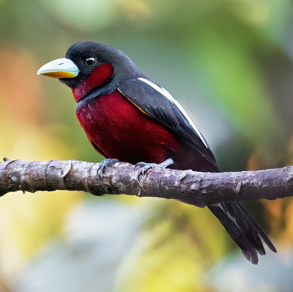 Black-and-red Broadbill