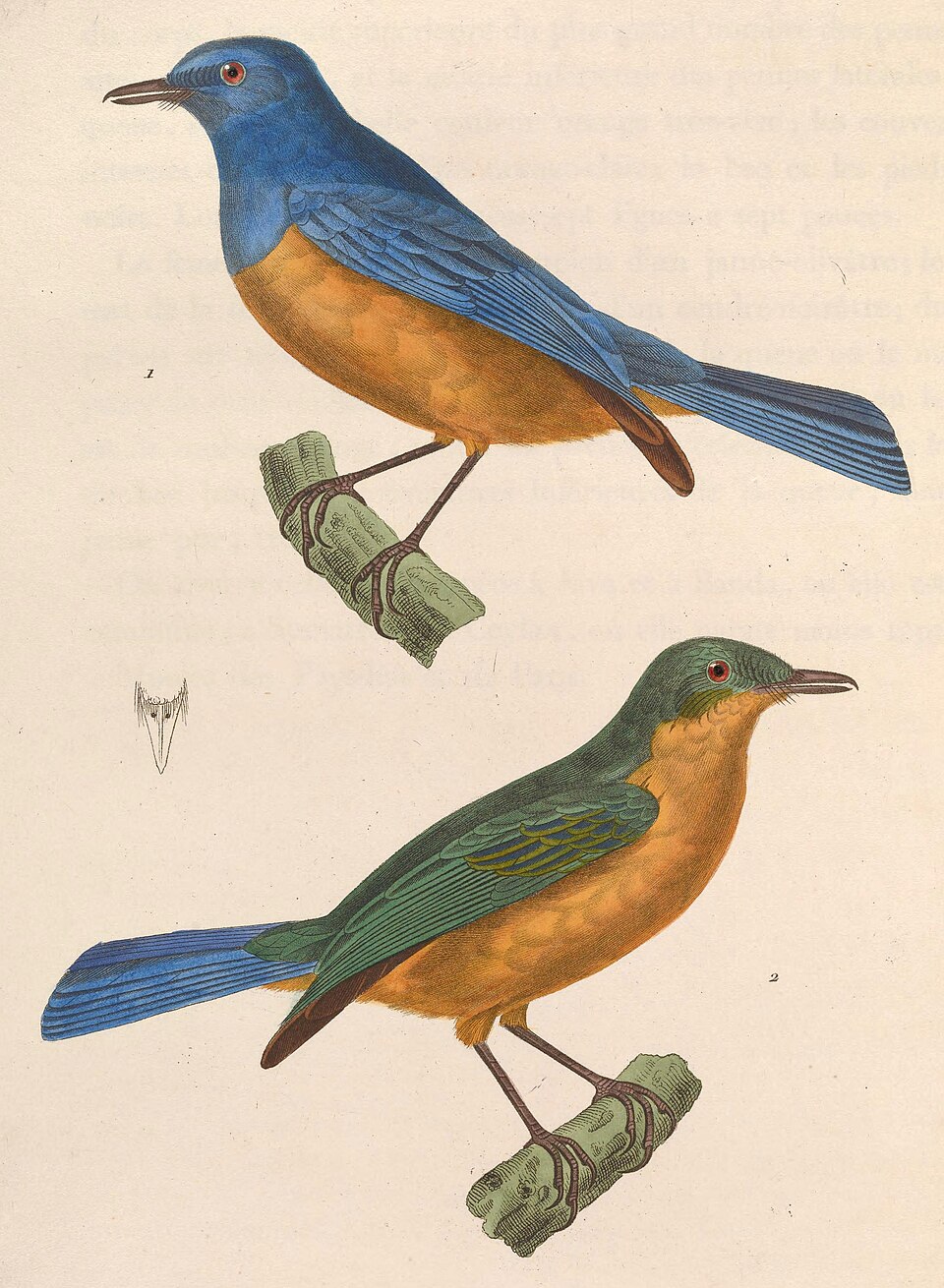 Timor Blue Flycatcher