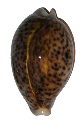 panther cowrie