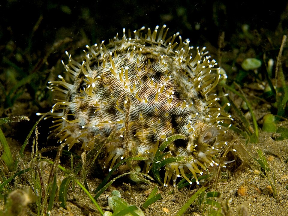 tiger cowrie