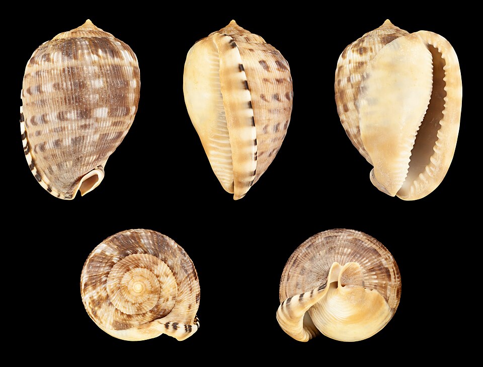 Reticulate Cowrie-Helmet