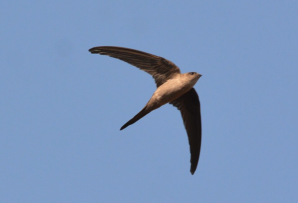 Asian Palm-Swift