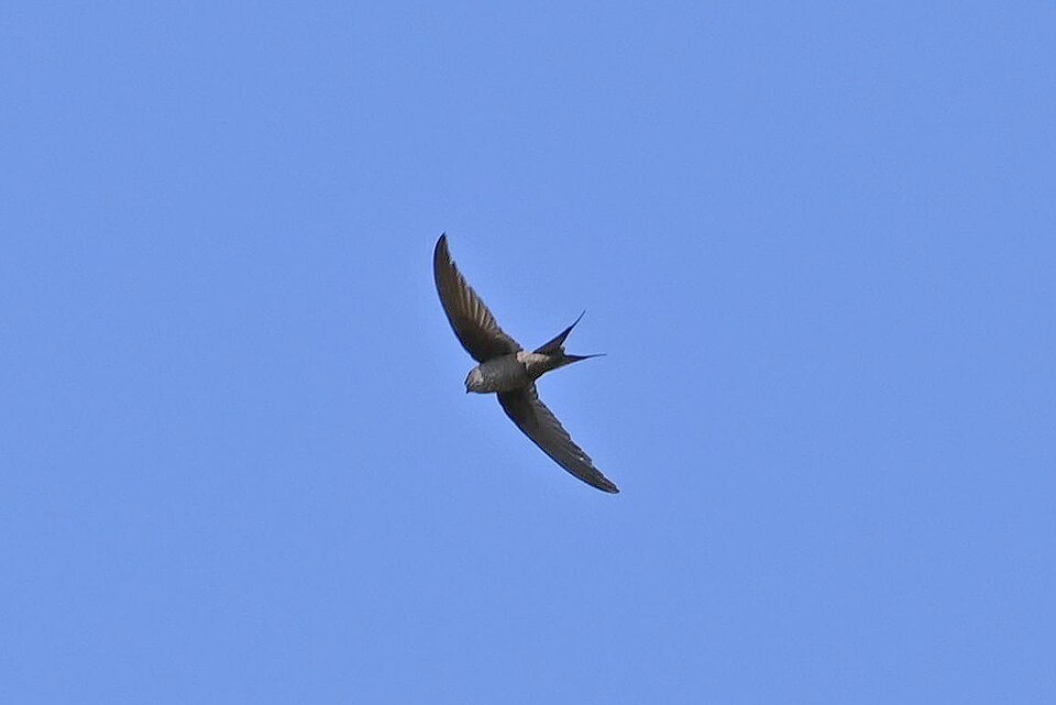 Malagasy Palm Swift