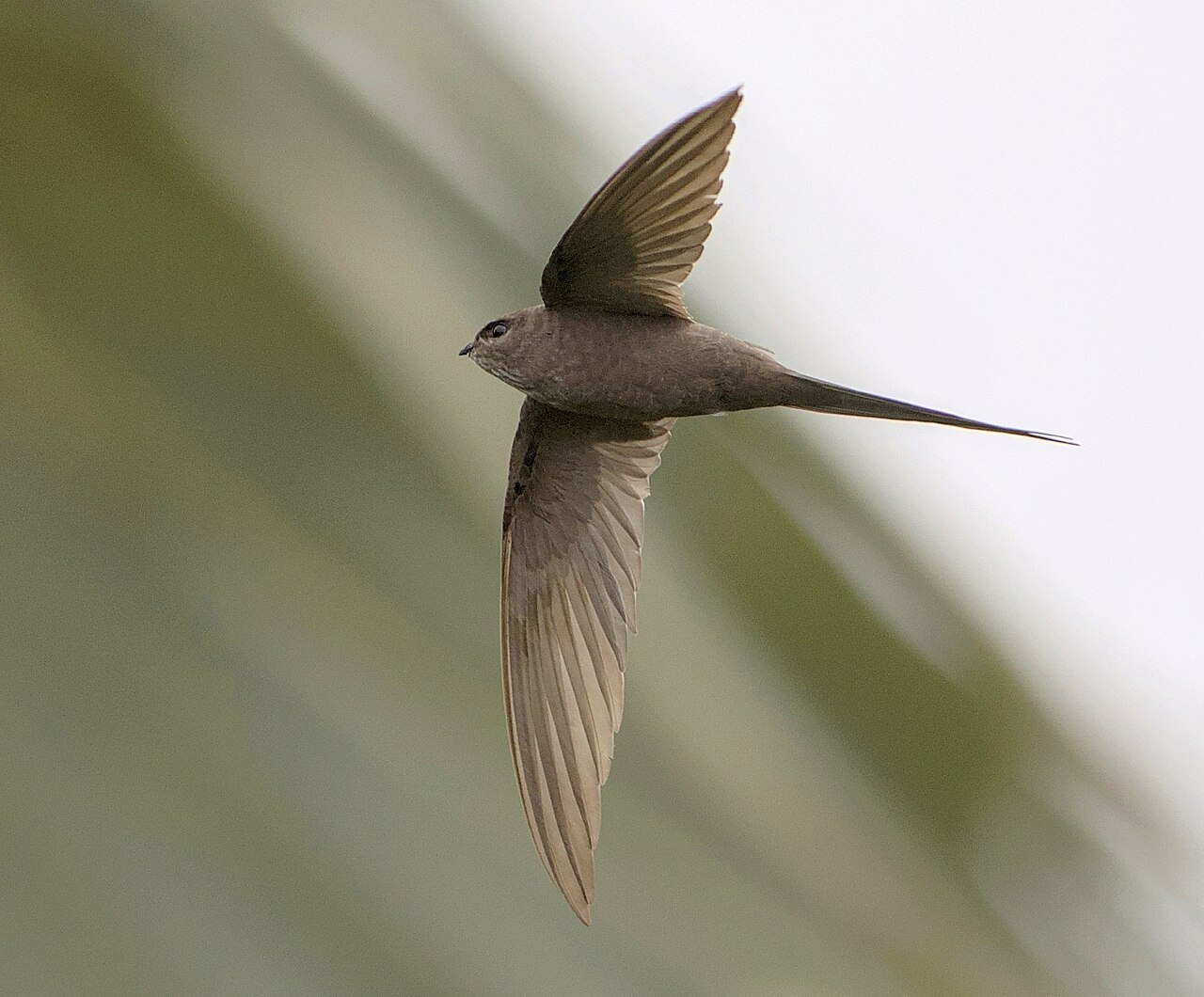 African Palm-Swift