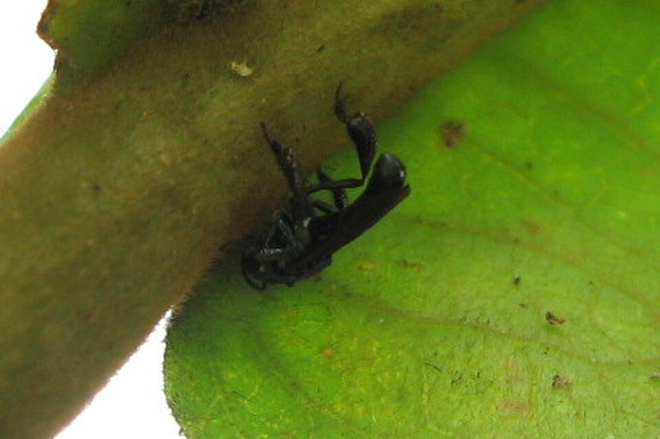 West African Slender-Stingless Bee