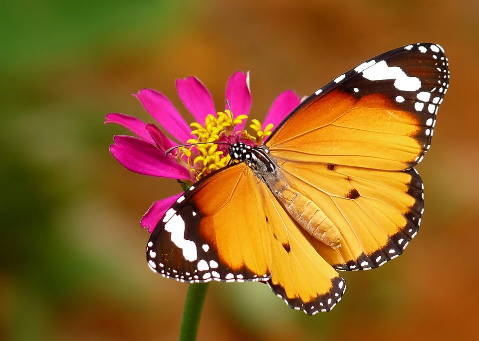 African Monarch