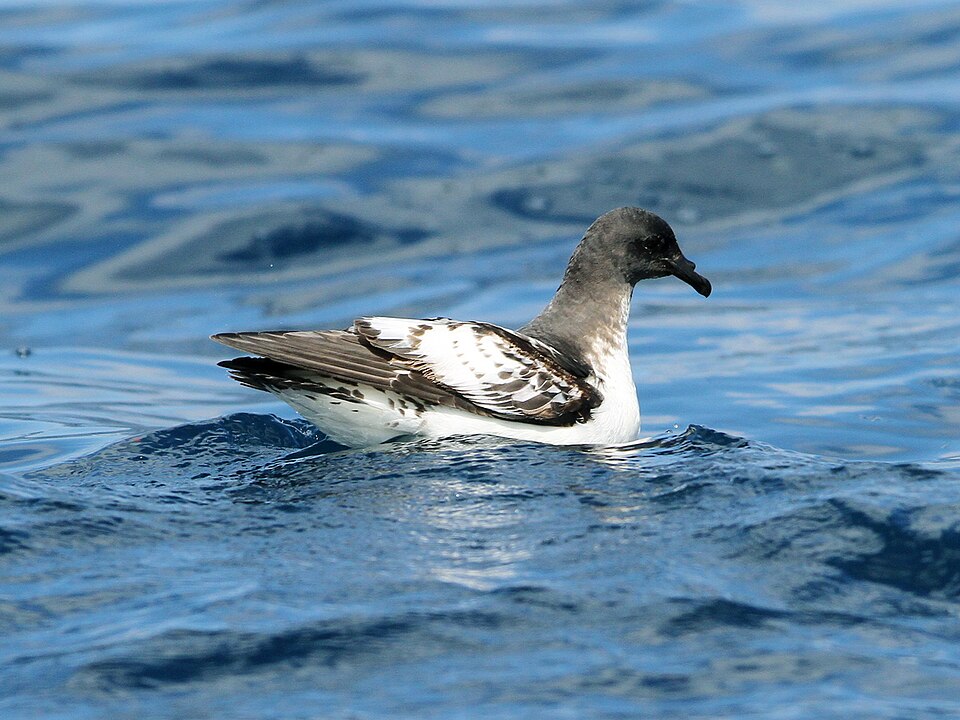Cape Petrel